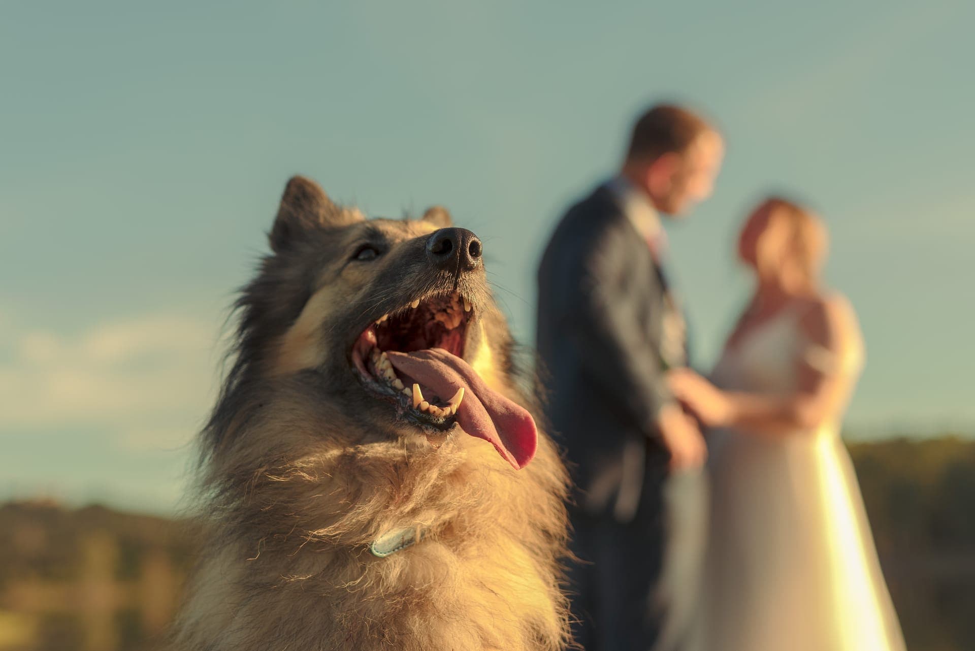 Detalles de mascotas en bodas